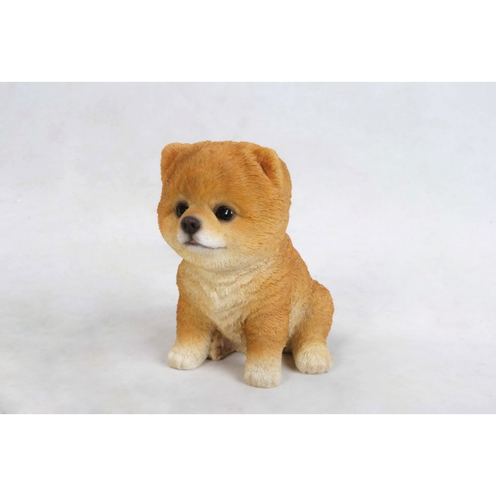 Pomeranian Puppy. Picture 3