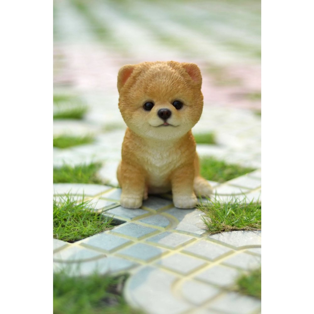 Pomeranian Puppy. Picture 5