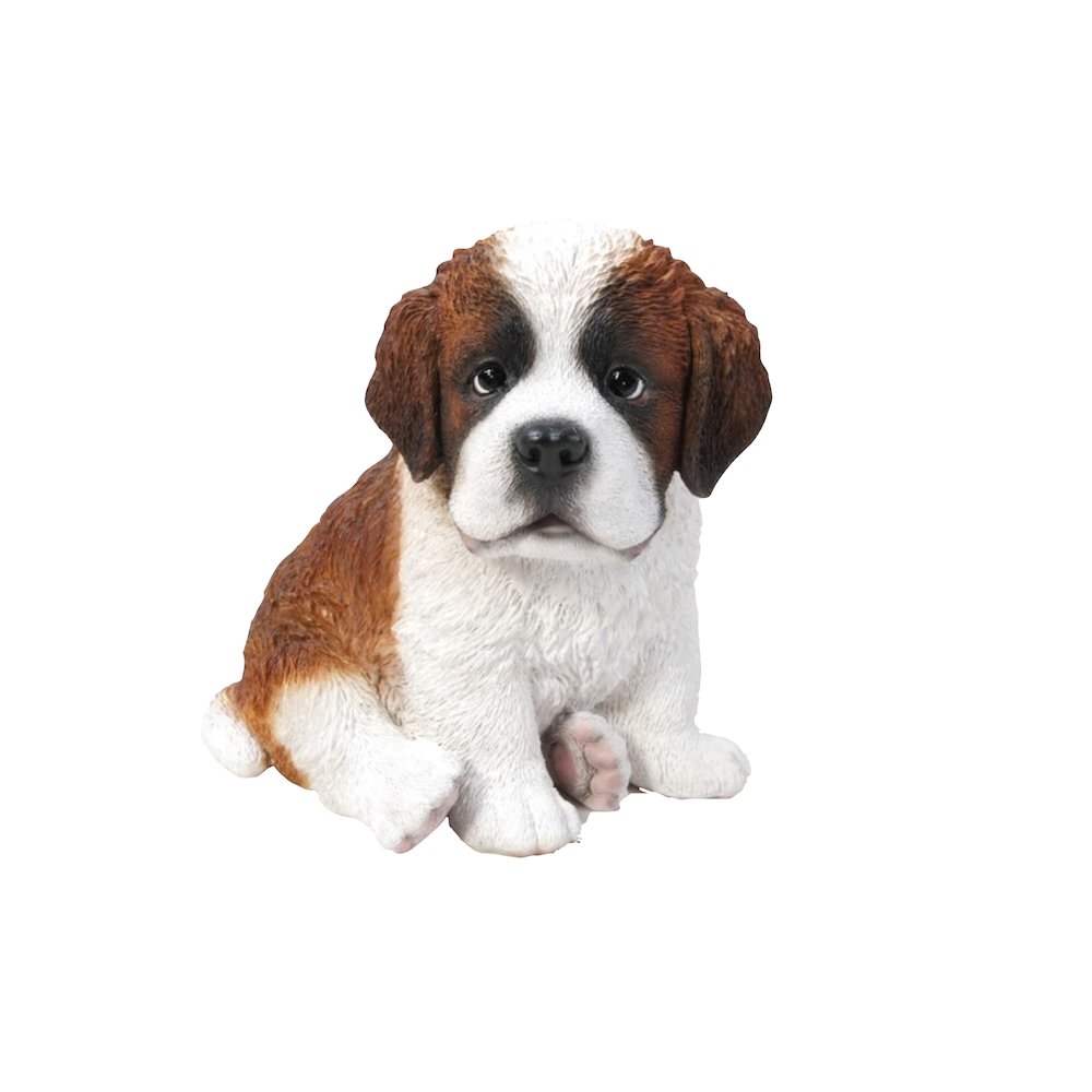 Saint Bernard Puppy. Picture 2