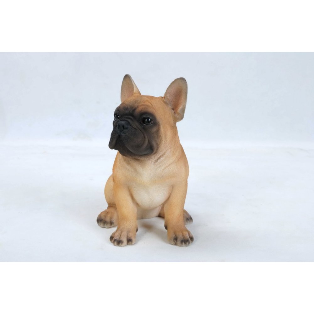 French Bulldog Puppy. Picture 3