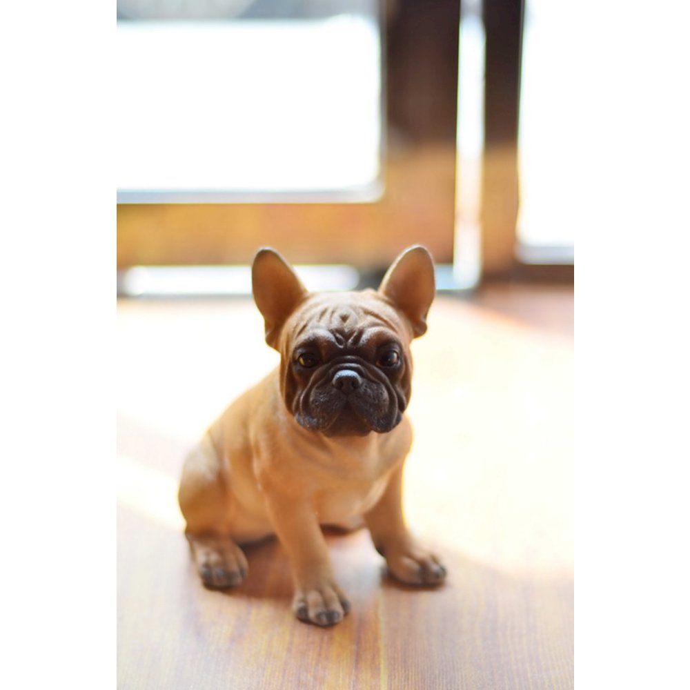 French Bulldog Puppy. Picture 4