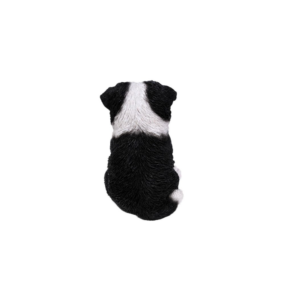 Border Collie Puppy. Picture 4