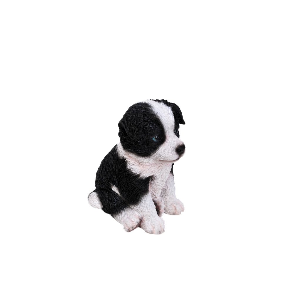 Border Collie Puppy. Picture 3