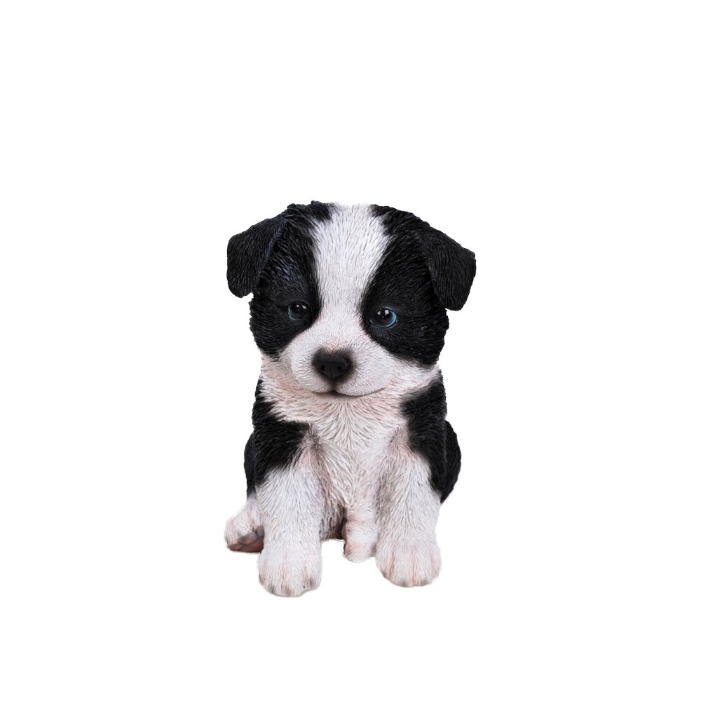 Border Collie Puppy. Picture 2