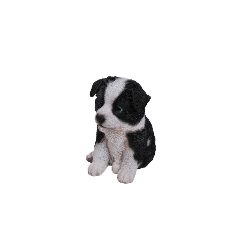 Border Collie Puppy. Picture 1