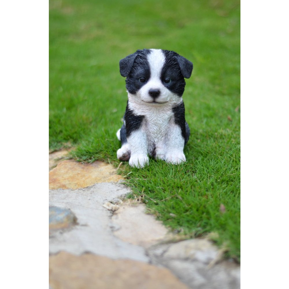Border Collie Puppy. Picture 5