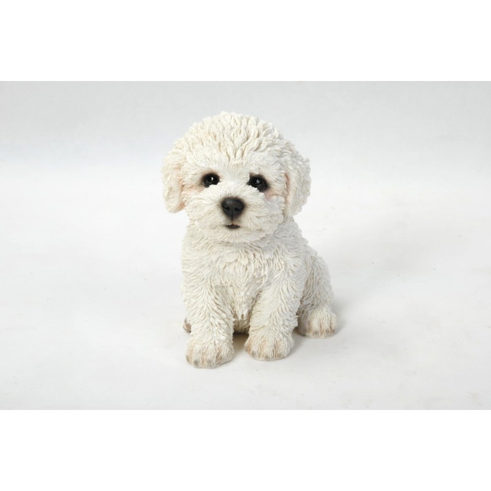 Bichon Frise Puppy. Picture 2