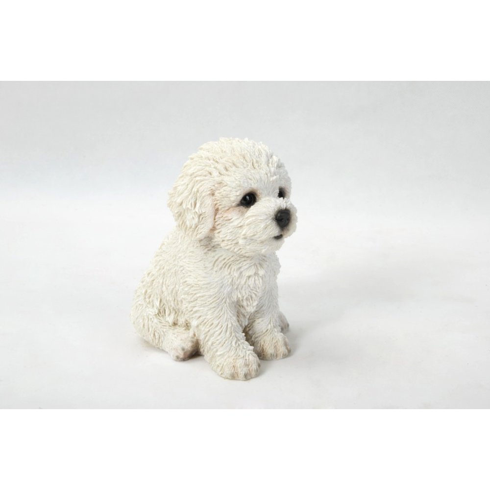 Bichon Frise Puppy. Picture 3