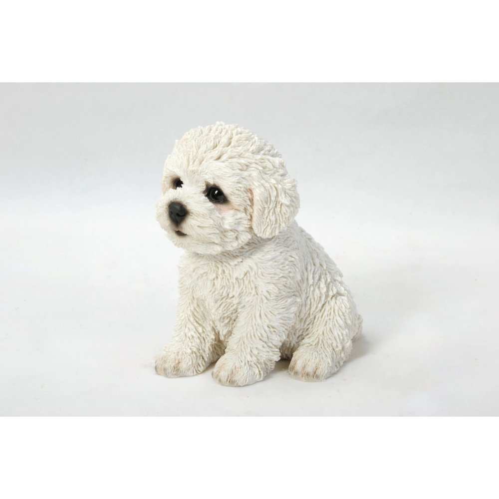 Bichon Frise Puppy. Picture 1