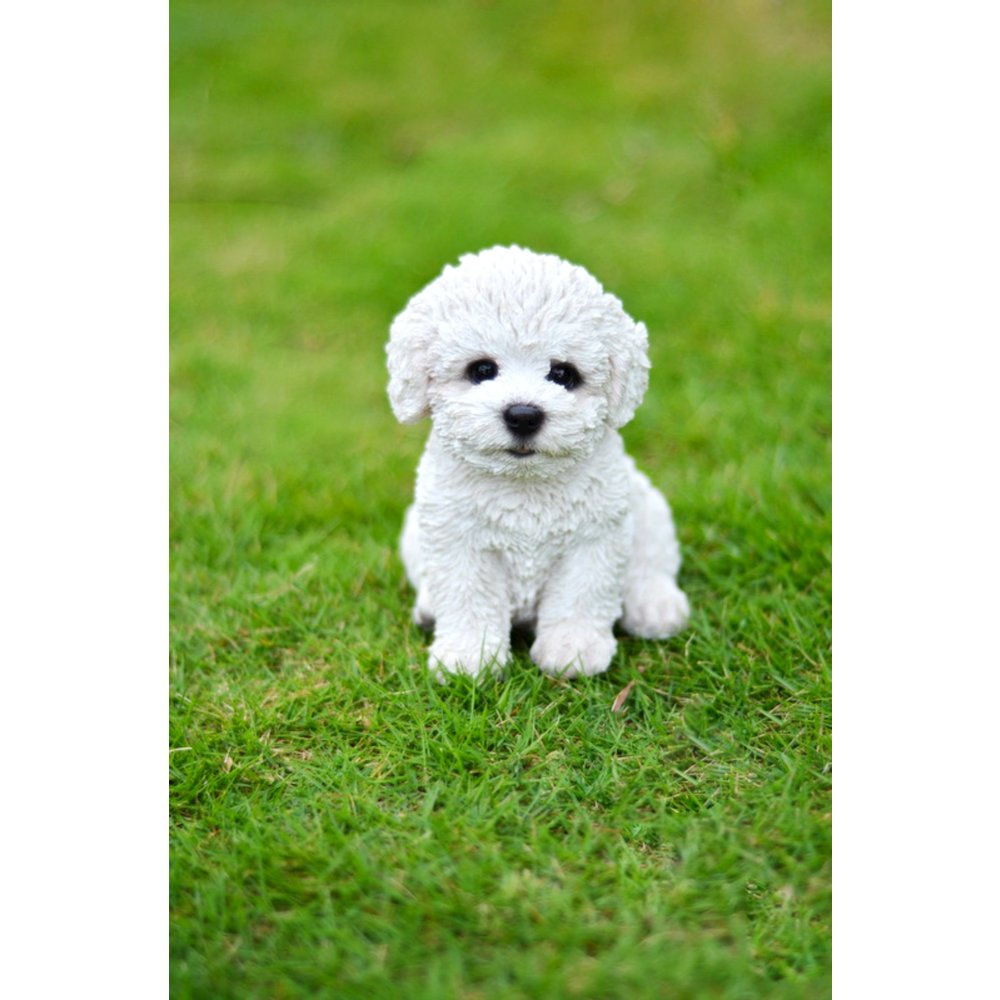 Bichon Frise Puppy. Picture 5
