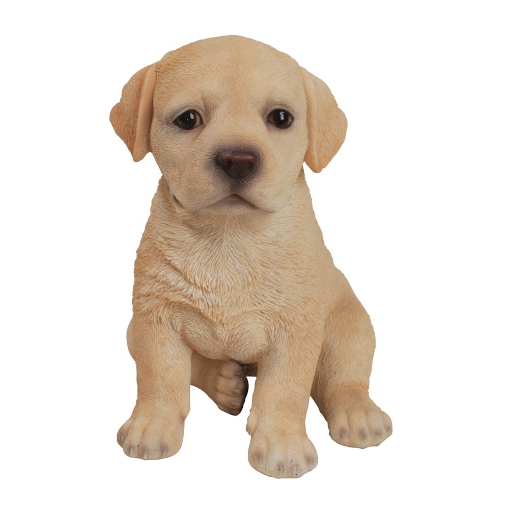 Yellow Labrador Puppy. Picture 2