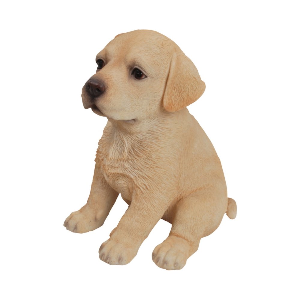 Yellow Labrador Puppy. Picture 3
