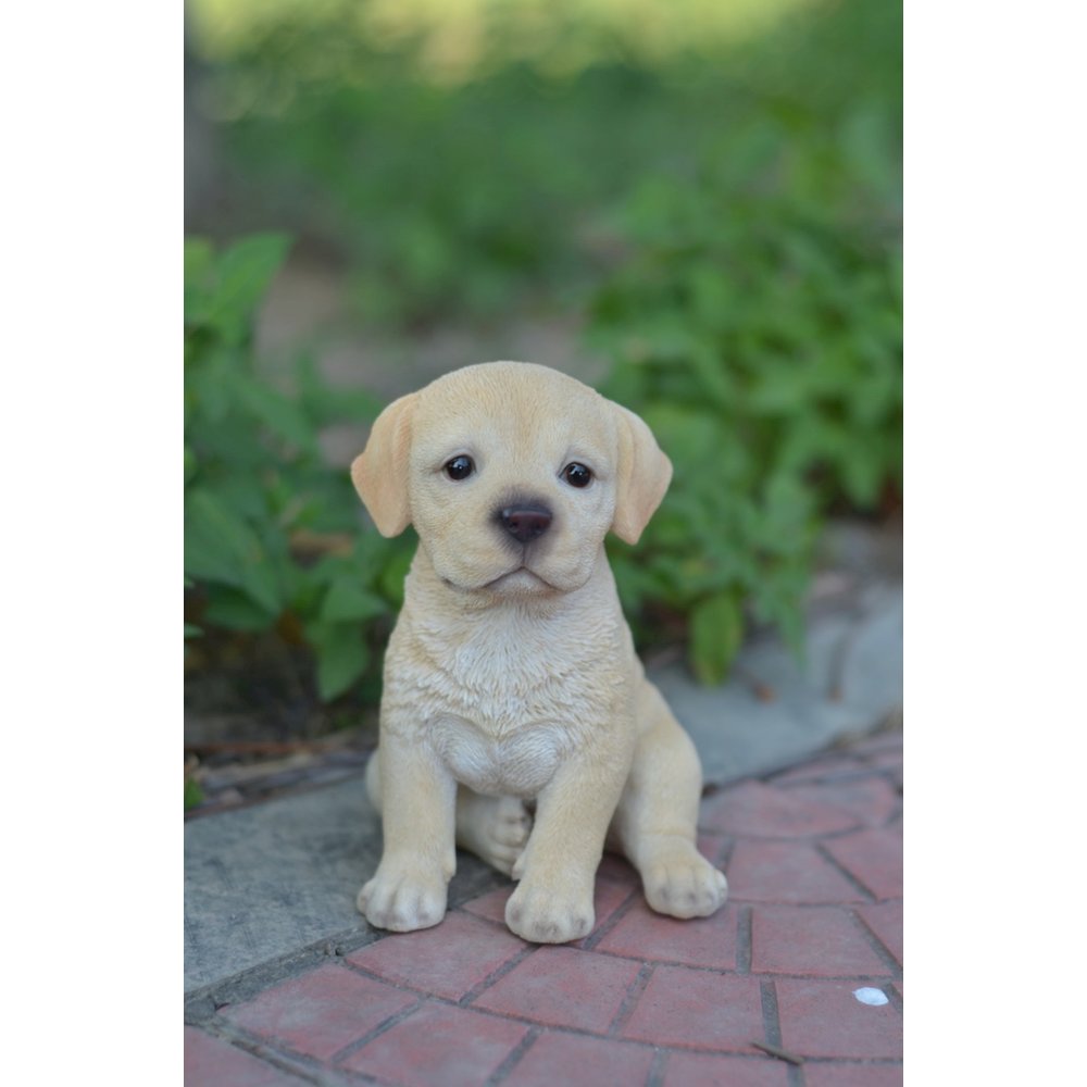 Yellow Labrador Puppy. Picture 5
