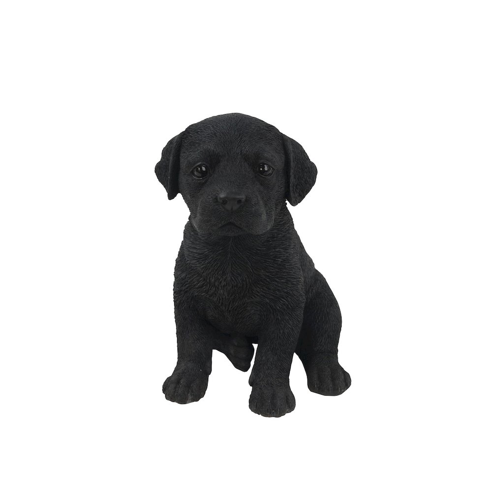Black Labrador Puppy. Picture 2