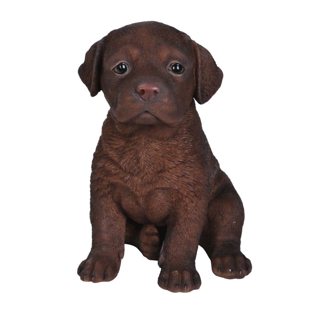 Chocolate Labrador Puppy. Picture 2