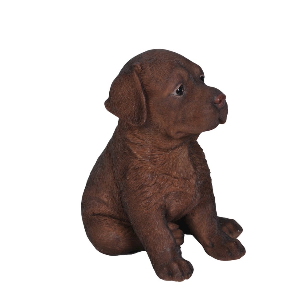 Chocolate Labrador Puppy. Picture 1