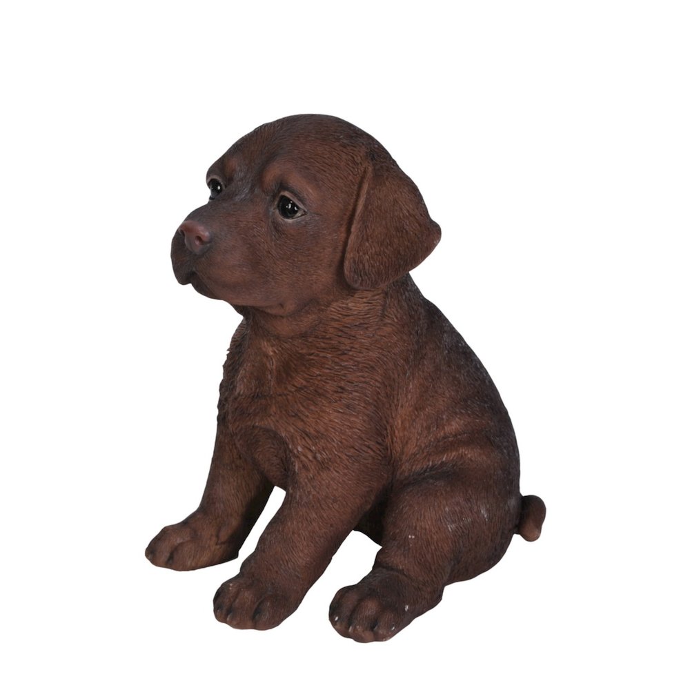 Chocolate Labrador Puppy. Picture 4