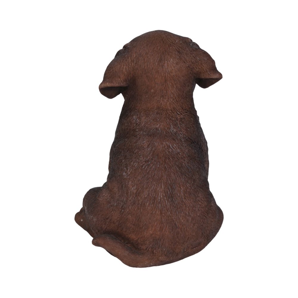 Chocolate Labrador Puppy. Picture 3