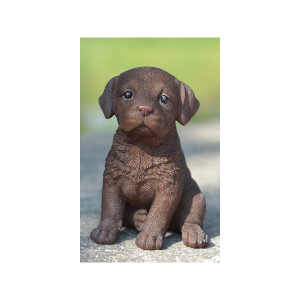 Chocolate Labrador Puppy. Picture 5