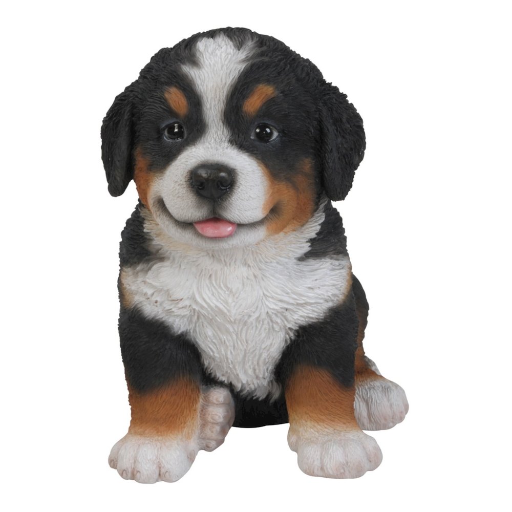 Bernese Mountain Dog Puppy. Picture 2