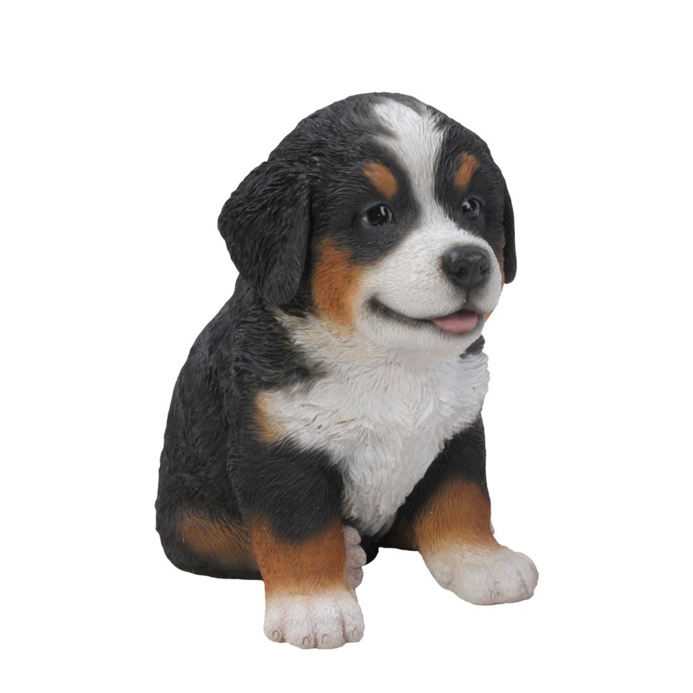 Bernese Mountain Dog Puppy. Picture 4