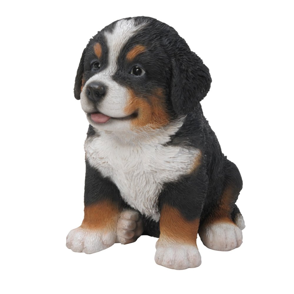 Bernese Mountain Dog Puppy. Picture 1