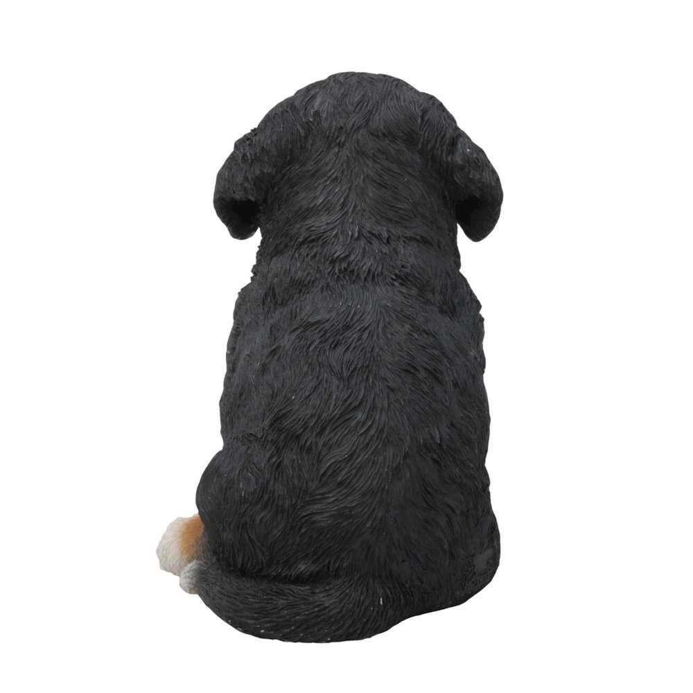 Bernese Mountain Dog Puppy. Picture 3