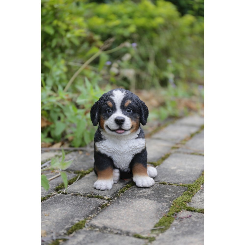 Bernese Mountain Dog Puppy. Picture 5