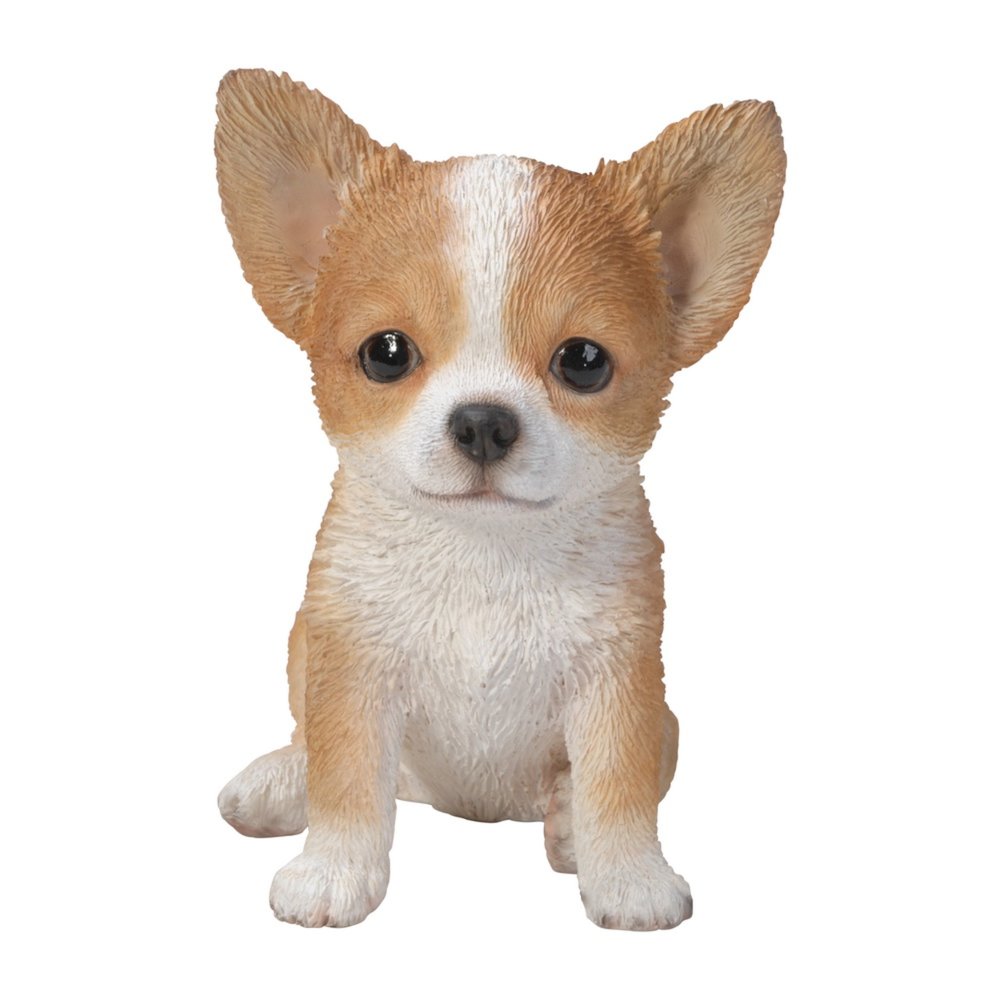 Brown & White Chihuahua Puppy. Picture 2