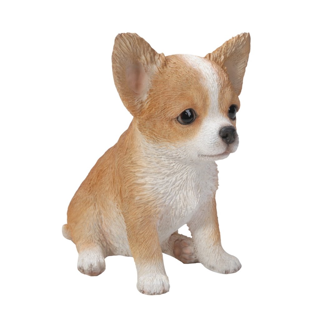 Brown & White Chihuahua Puppy. Picture 3