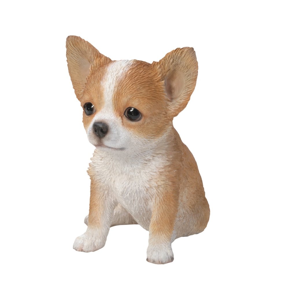 Brown & White Chihuahua Puppy. Picture 1