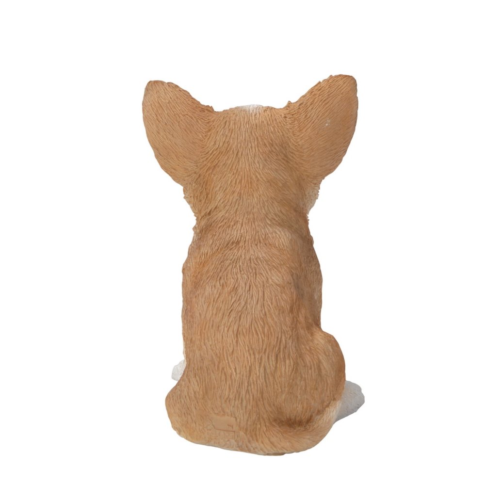 Brown & White Chihuahua Puppy. Picture 4