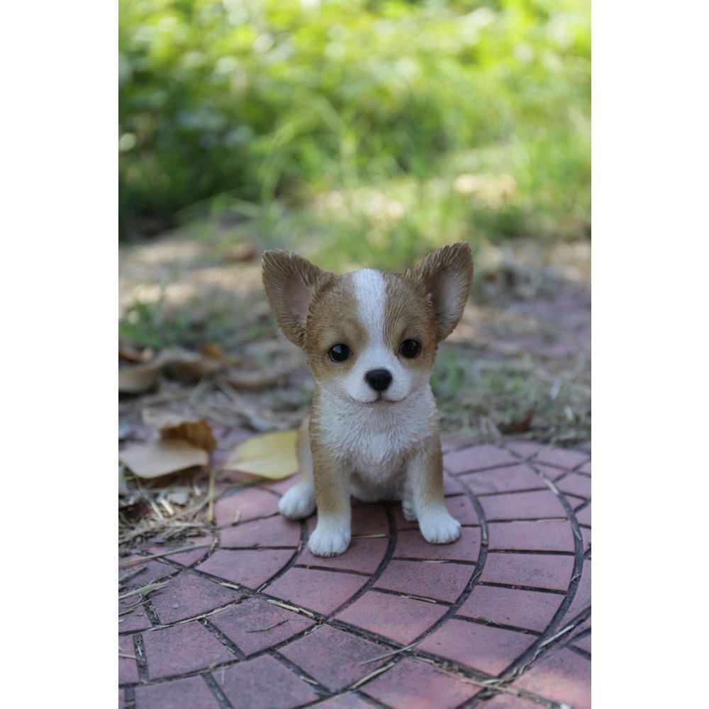 Brown & White Chihuahua Puppy. Picture 5