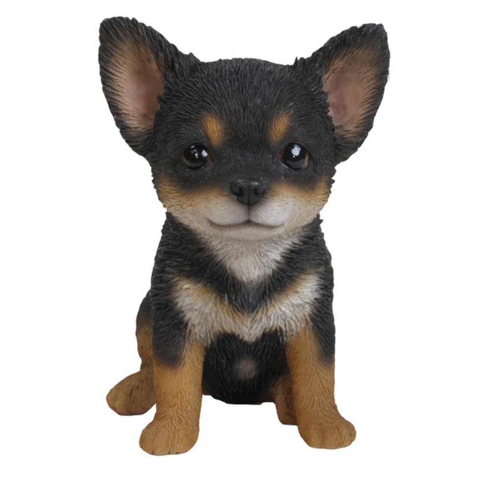 Black & Brown Chihuahua Puppy. Picture 2