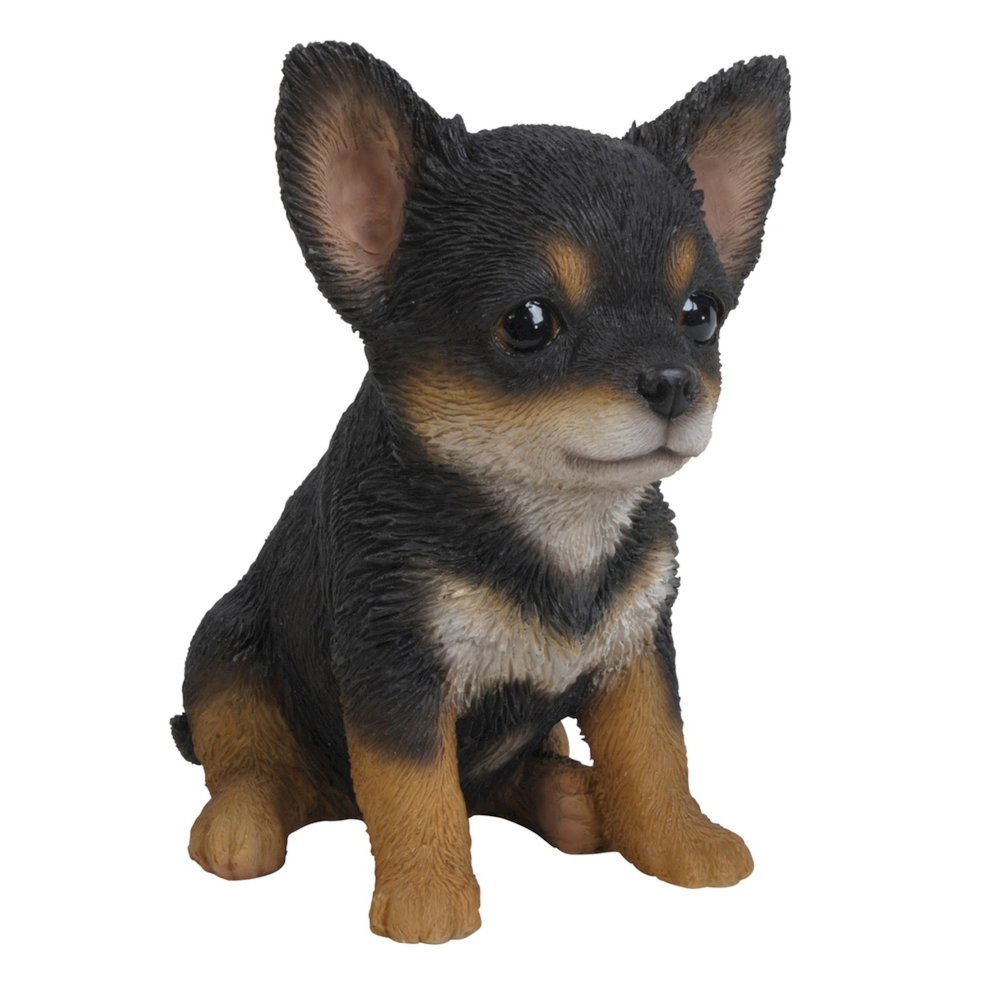 Black & Brown Chihuahua Puppy. Picture 1