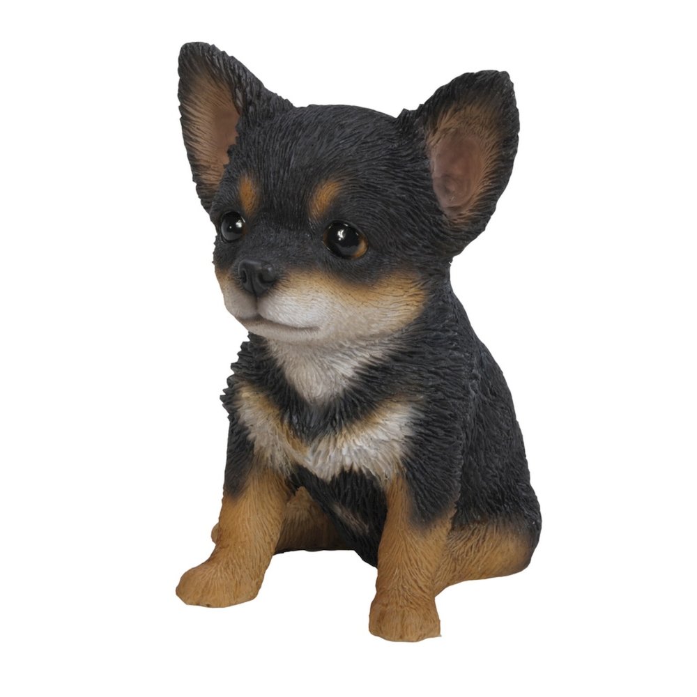 Black & Brown Chihuahua Puppy. Picture 5