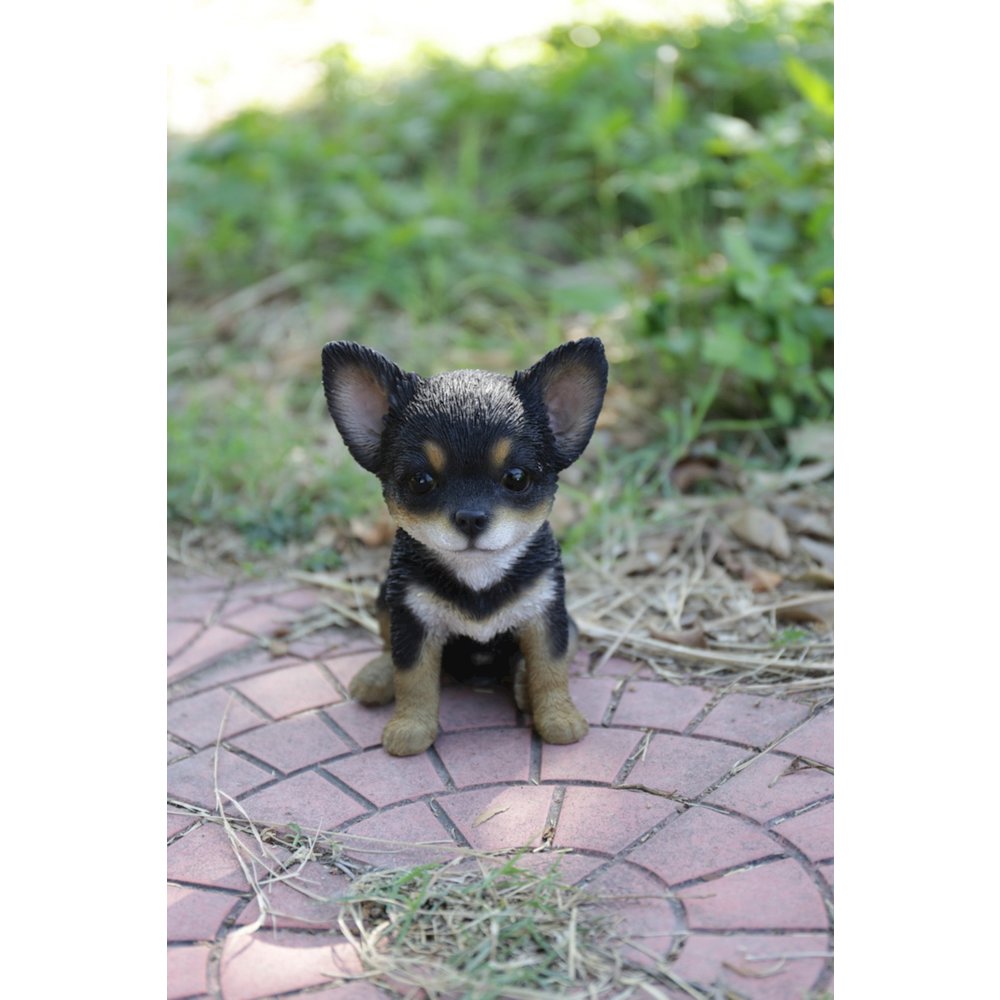 Black & Brown Chihuahua Puppy. Picture 4