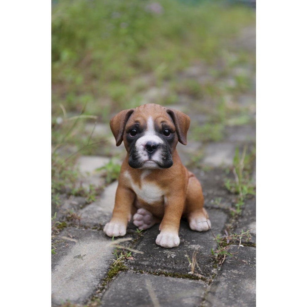 Boxer Puppy. Picture 5
