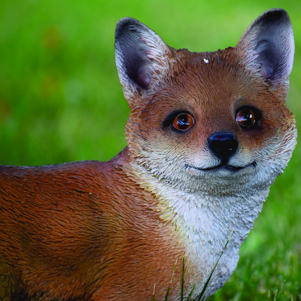 Fox Pup Standing. Picture 5