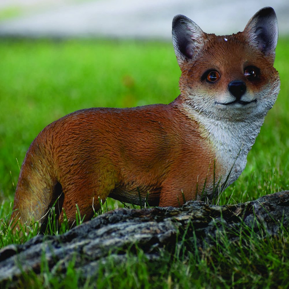 Fox Pup Standing. Picture 6