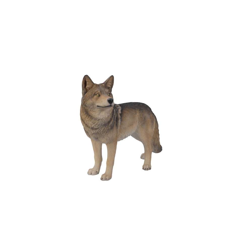 Coyote Standing. Picture 1