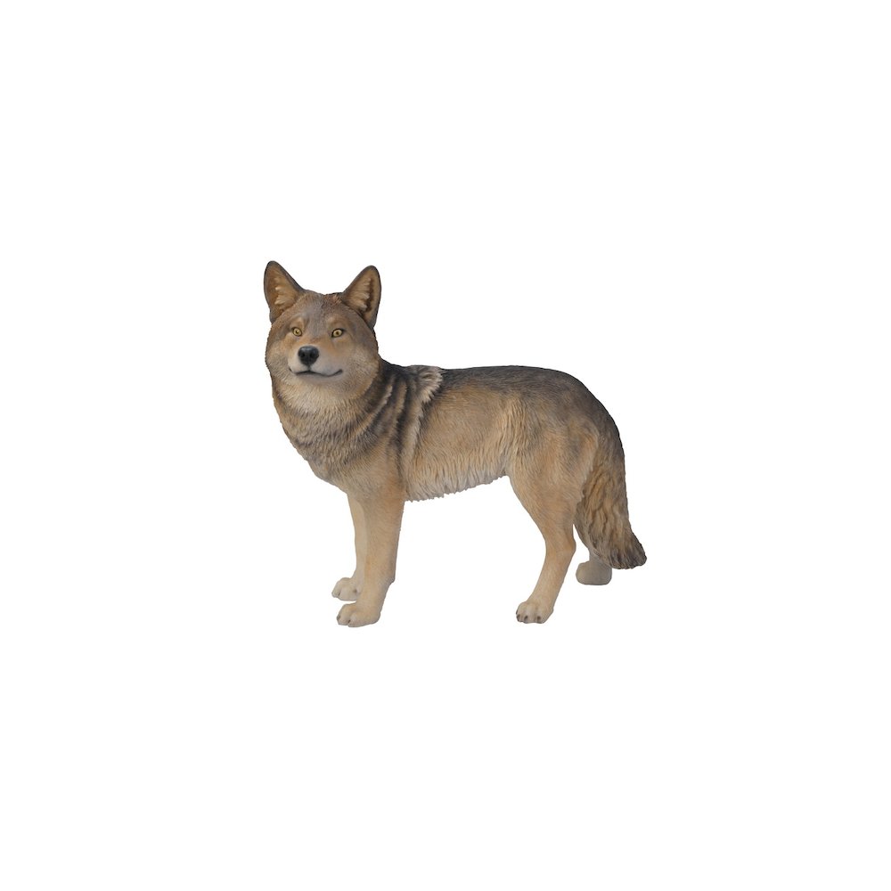 Coyote Standing. Picture 2