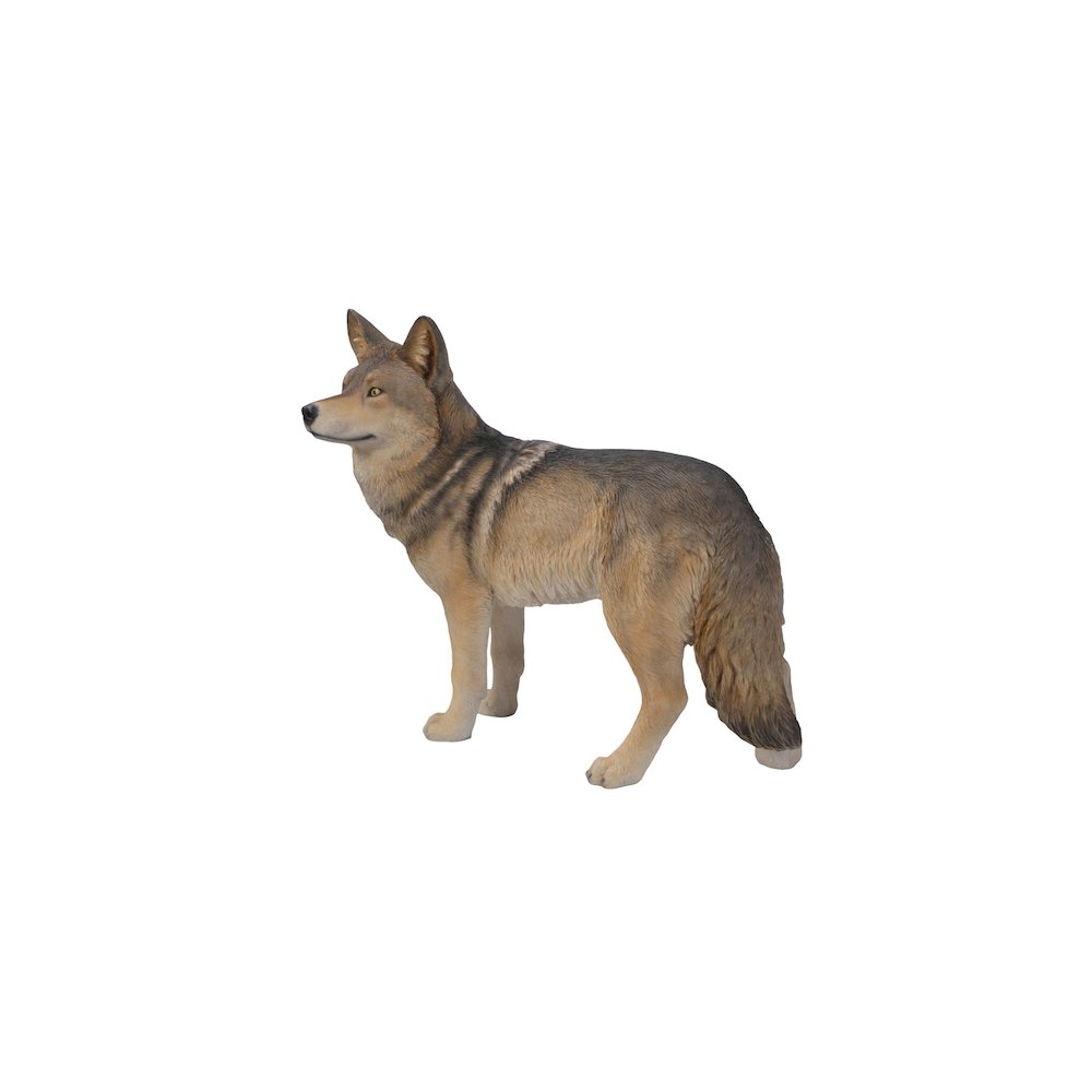 Coyote Standing. Picture 3
