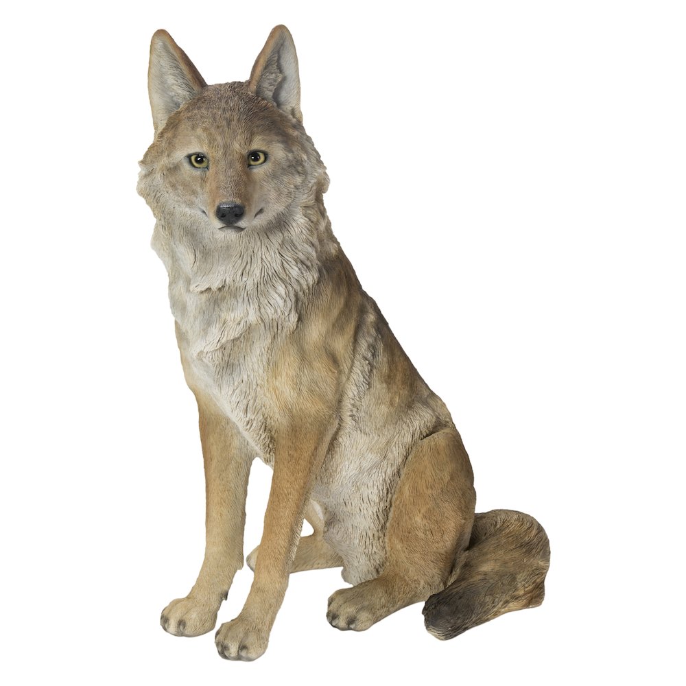 Sitting Coyate Statue. Picture 2