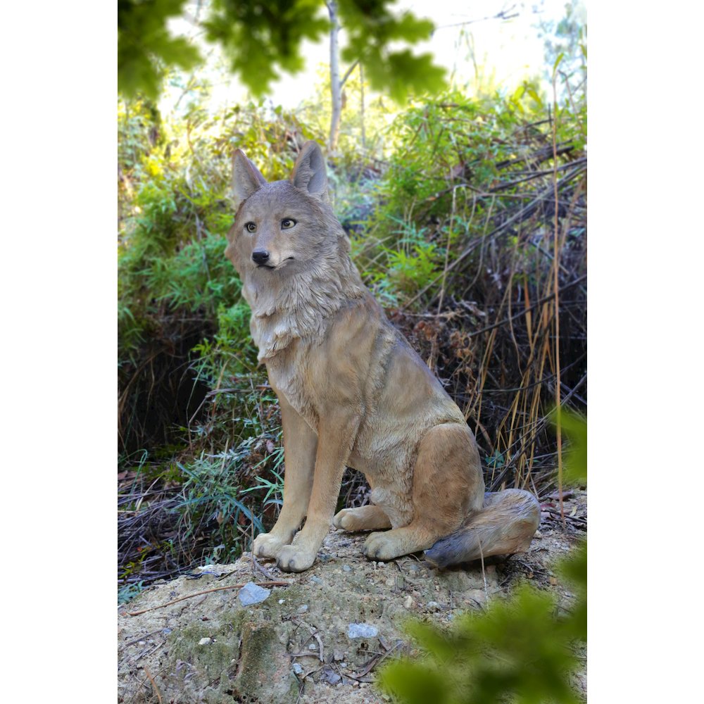 Sitting Coyate Statue. Picture 6