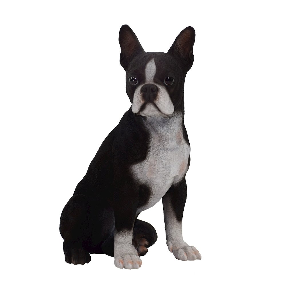 Boston Terrier. Picture 1
