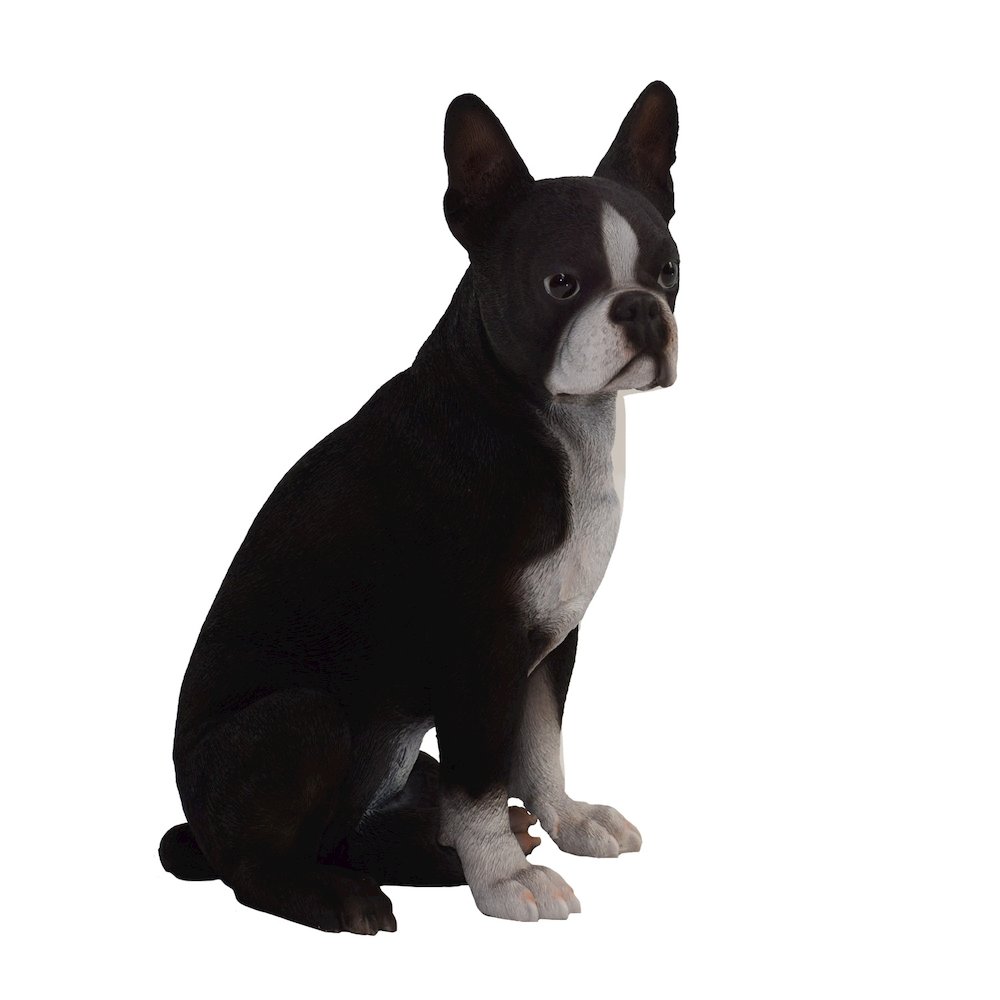 Boston Terrier. Picture 3
