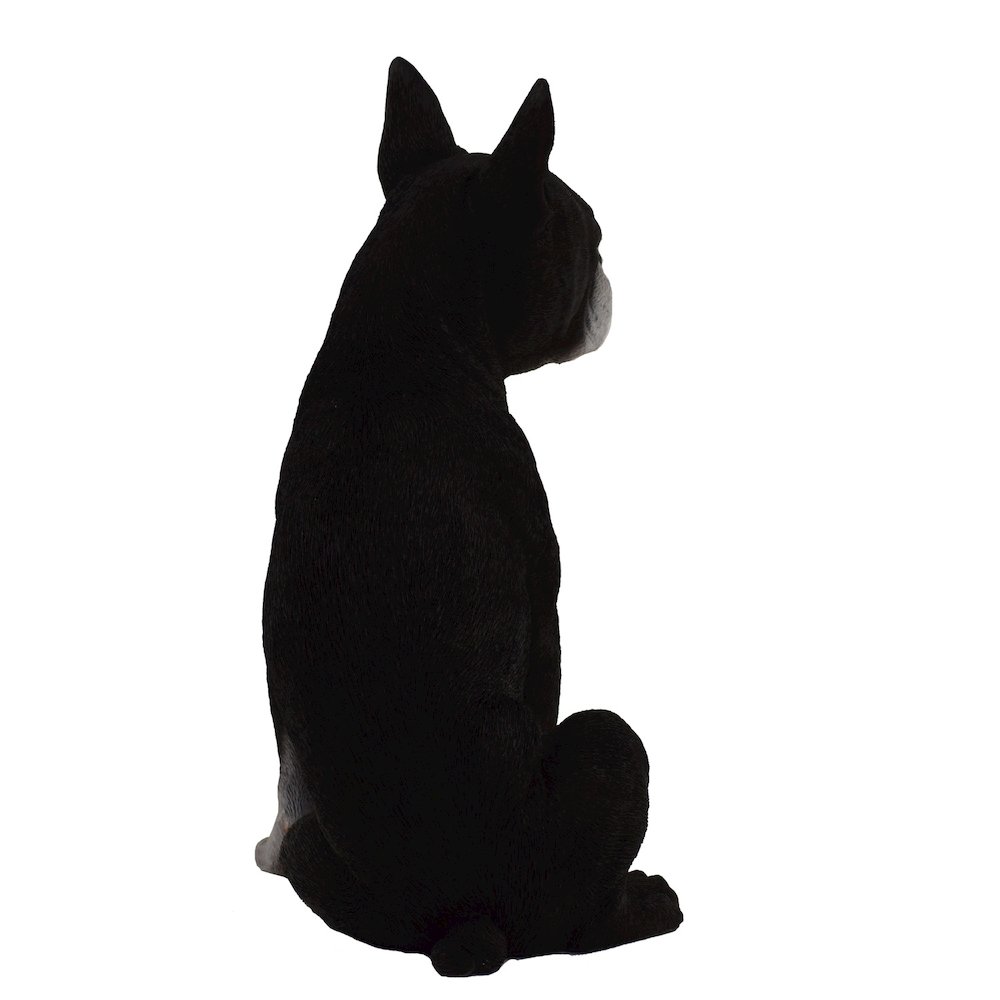 Boston Terrier. Picture 5