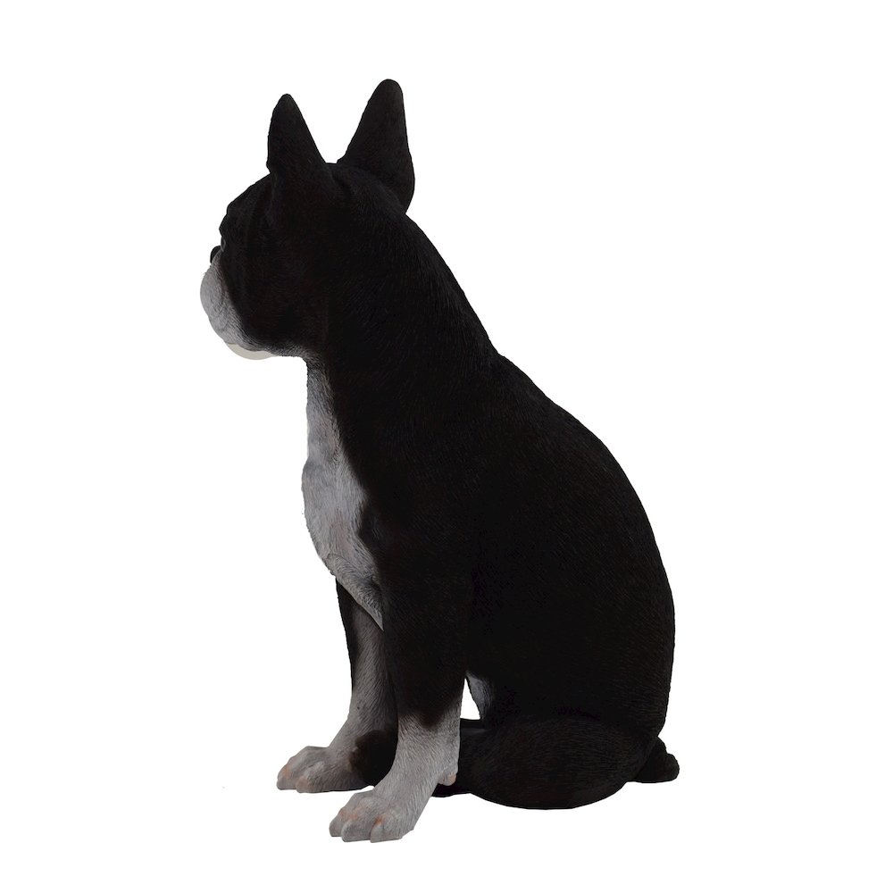 Boston Terrier. Picture 4