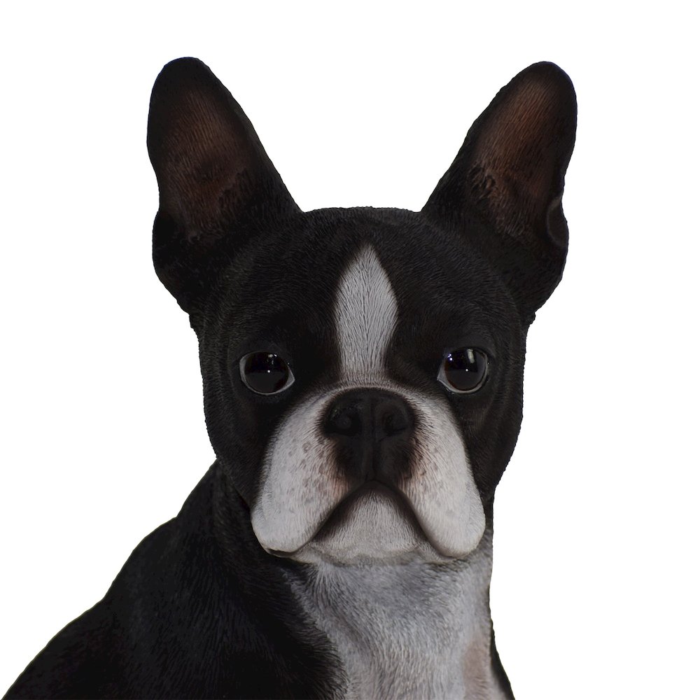 Boston Terrier. Picture 2